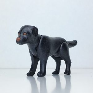 Perro labrador en color negro con hocico marrón