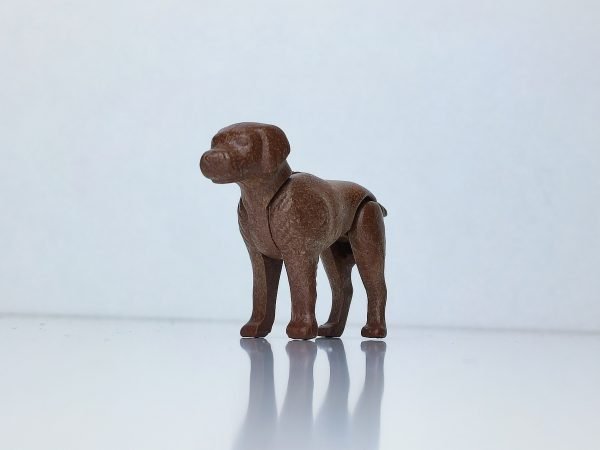 Perro labrador de color marrón