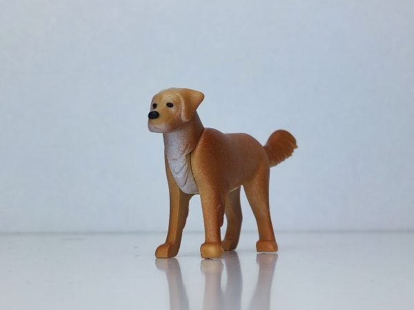 Perro labrador color beige y pecho blanco