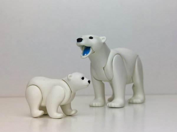 Familia oso polar