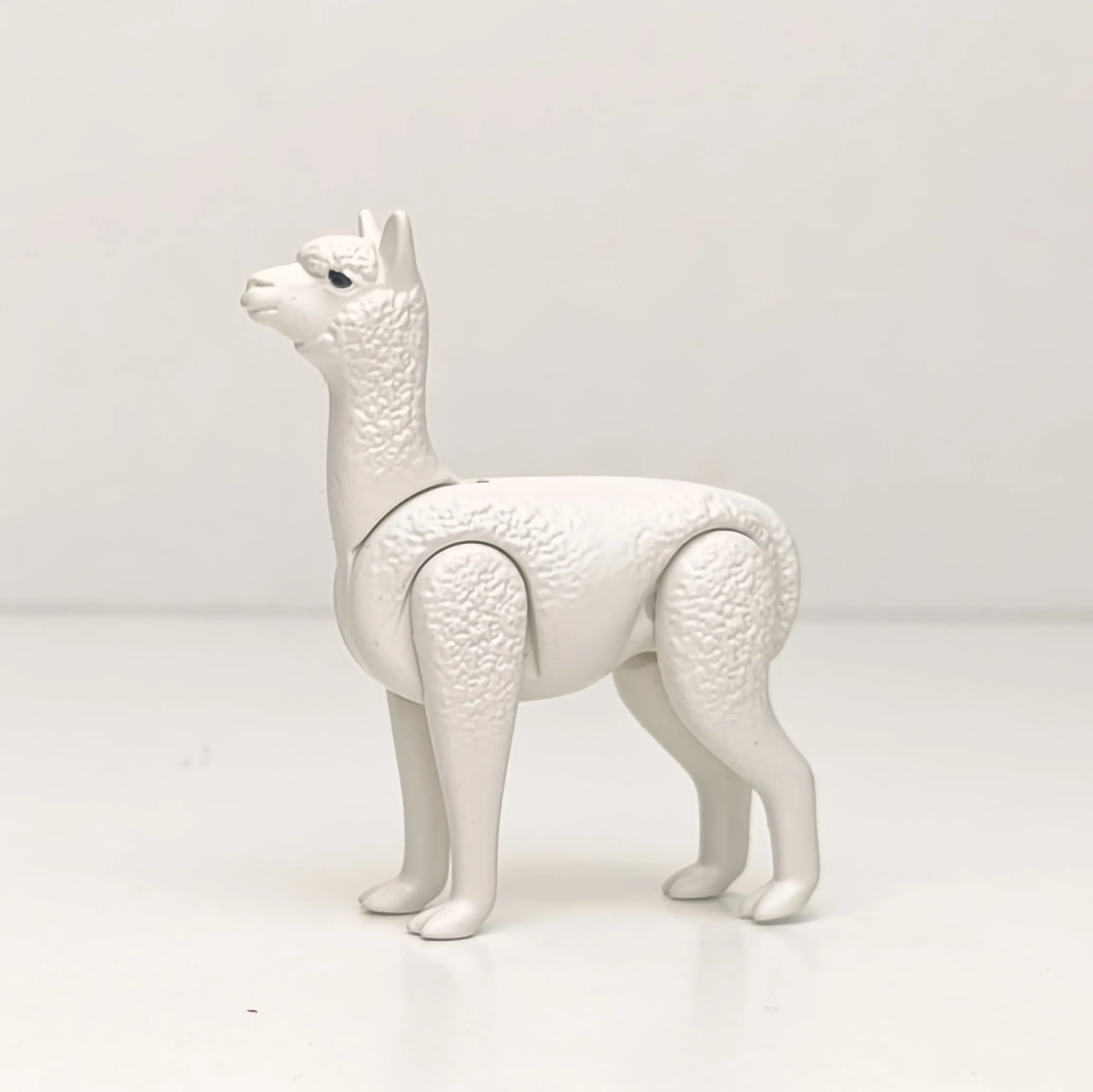 Llama adulta de color blanco